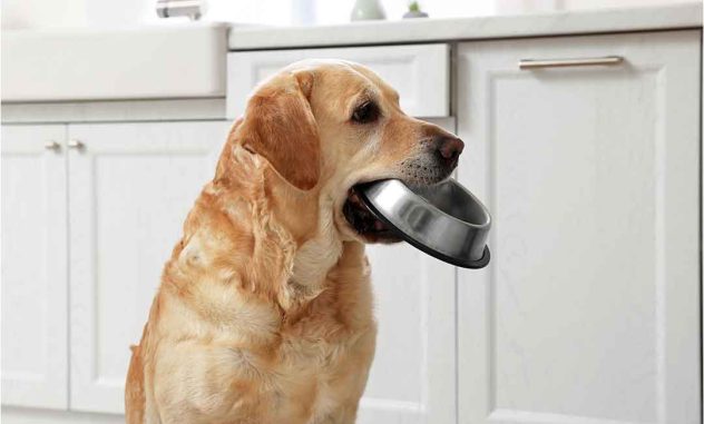 alimento húmedo perro
