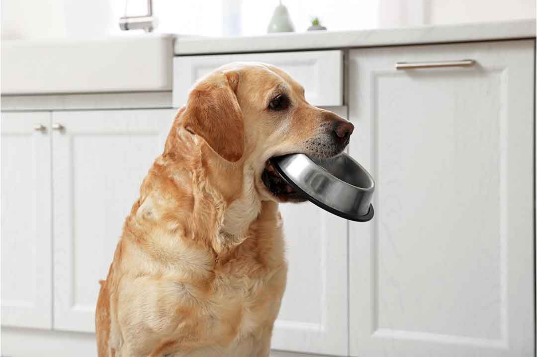alimento húmedo perro