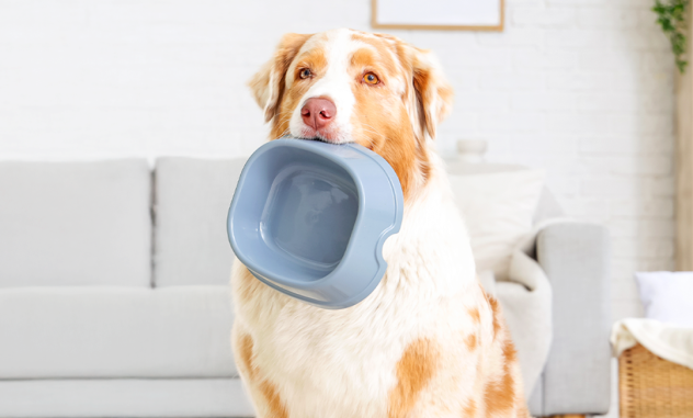 Croquetas + alimento húmedo: cómo lograr una dieta equilibrada para tu perro