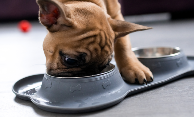 beneficios alimENTo húmedo perros