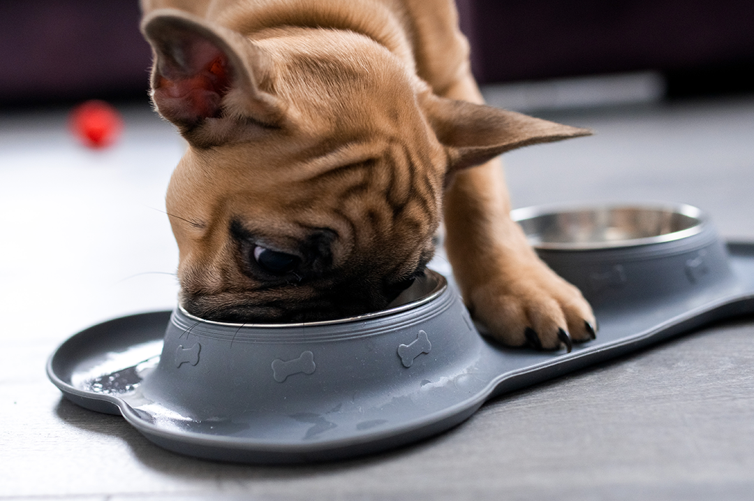 beneficios alimENTo húmedo perros