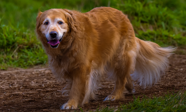 la clave de la salud para tu perro senior