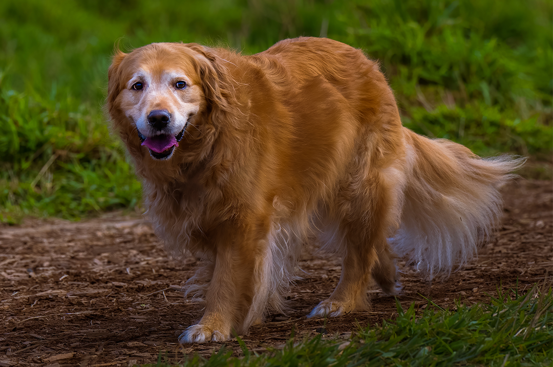 la clave de la salud para tu perro senior