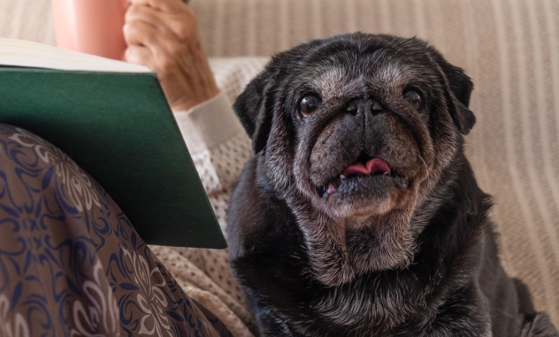 cómo cuidar a tu perro senior