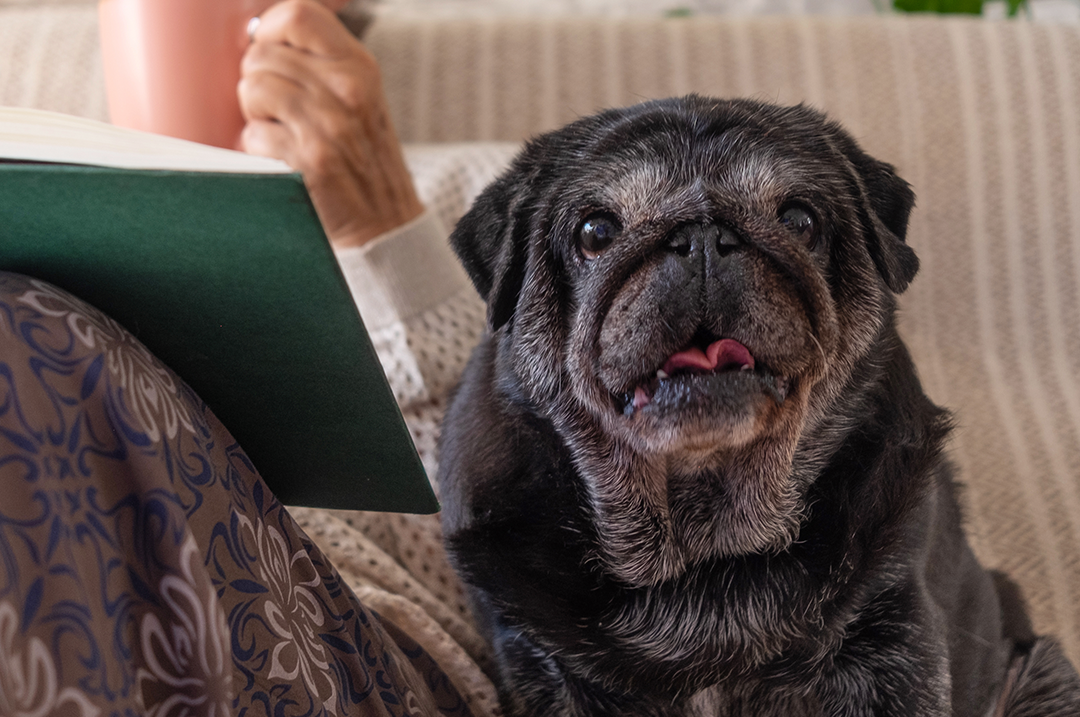 cómo cuidar a tu perro senior