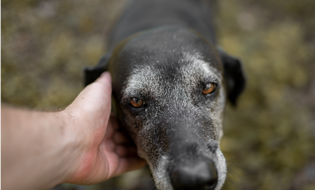 cómo mantener activo a tu perro senior