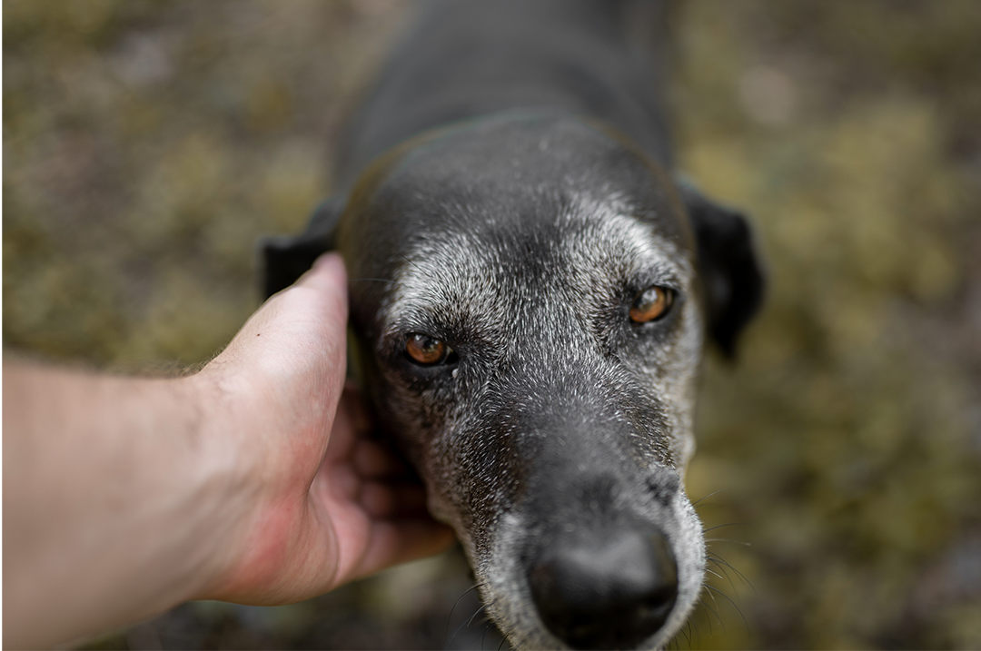 cómo mantener activo a tu perro senior