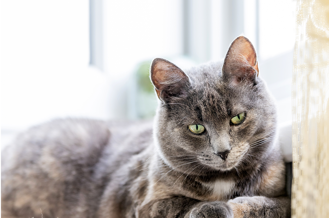 como cuidar a tu gato senior