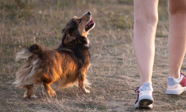 por qué tu perro te sigue a todos lados